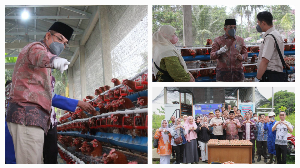 Berkah Madani Farm Jadi Motor Ketahanan Pangan, Bupati Tanjab Barat Panen